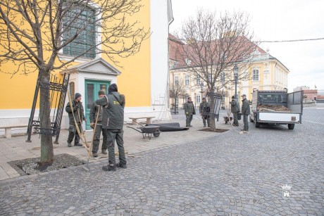 Felszedték a fákat körülvevő veremrácsokat a Belvárosban